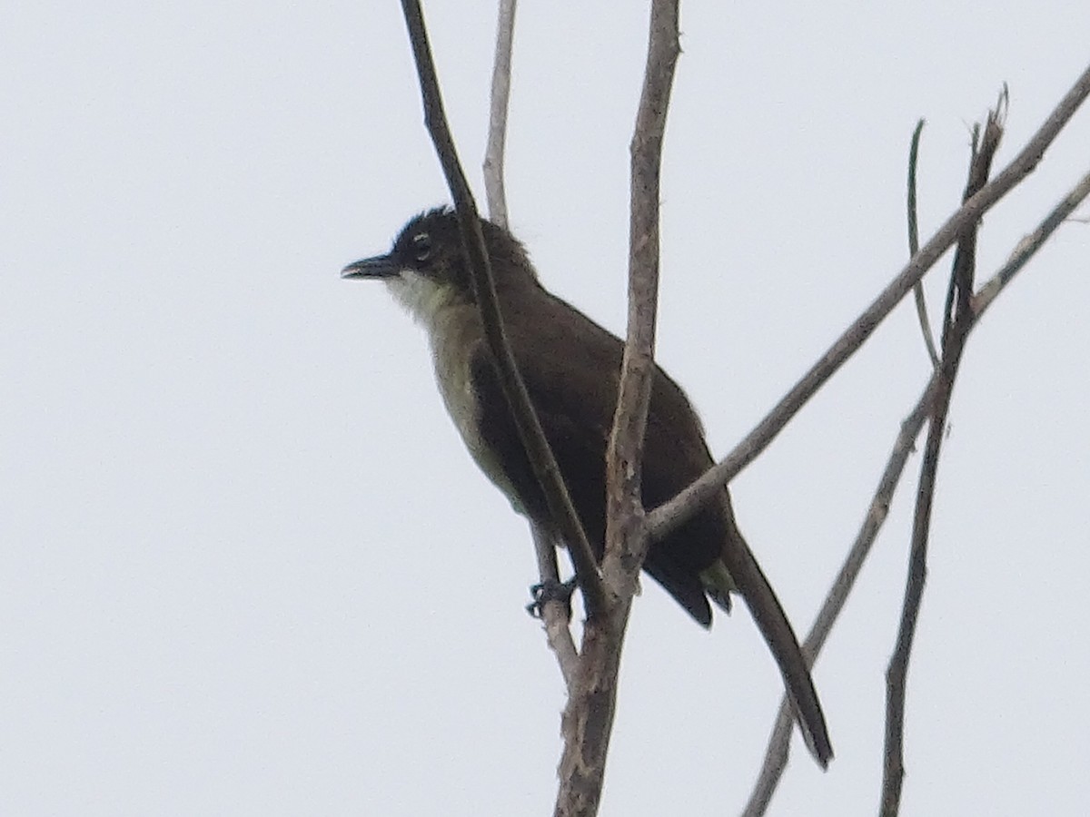 Simple Greenbul - ML250606791