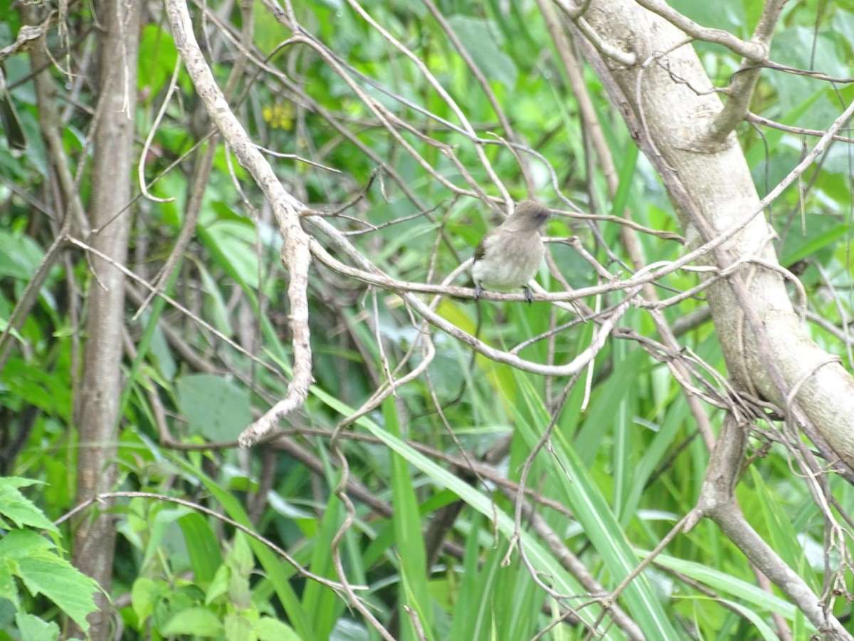 Common Bulbul - ML250607291