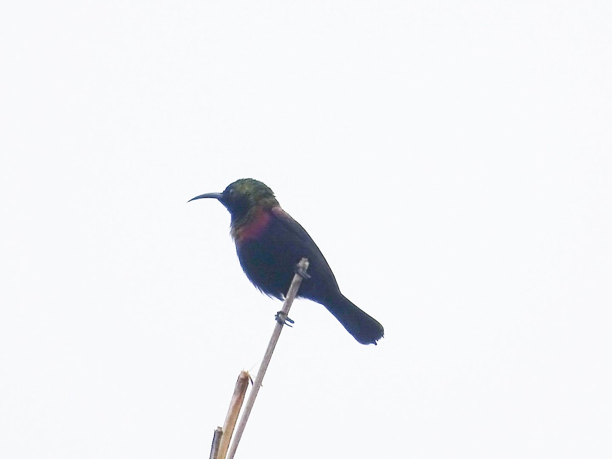 Copper Sunbird - ML250607821