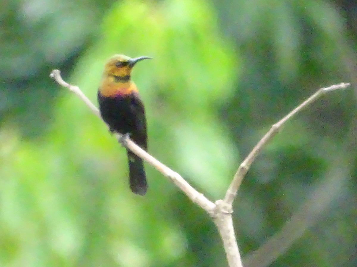 Copper Sunbird - ML250608201