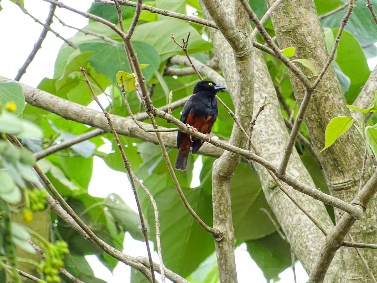 Chestnut-and-black Weaver - ML250608581