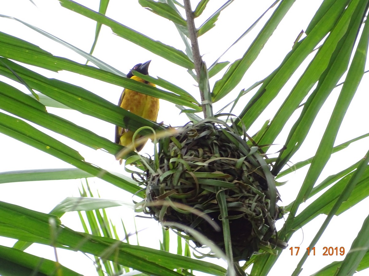 Village Weaver - ML250608831