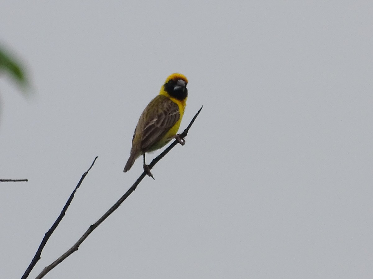 Compact Weaver - ML250608981