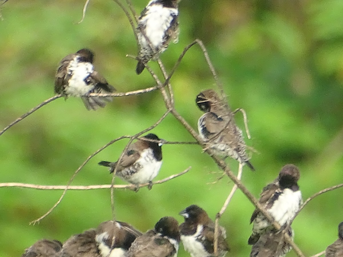 Bronze Mannikin - ML250609161