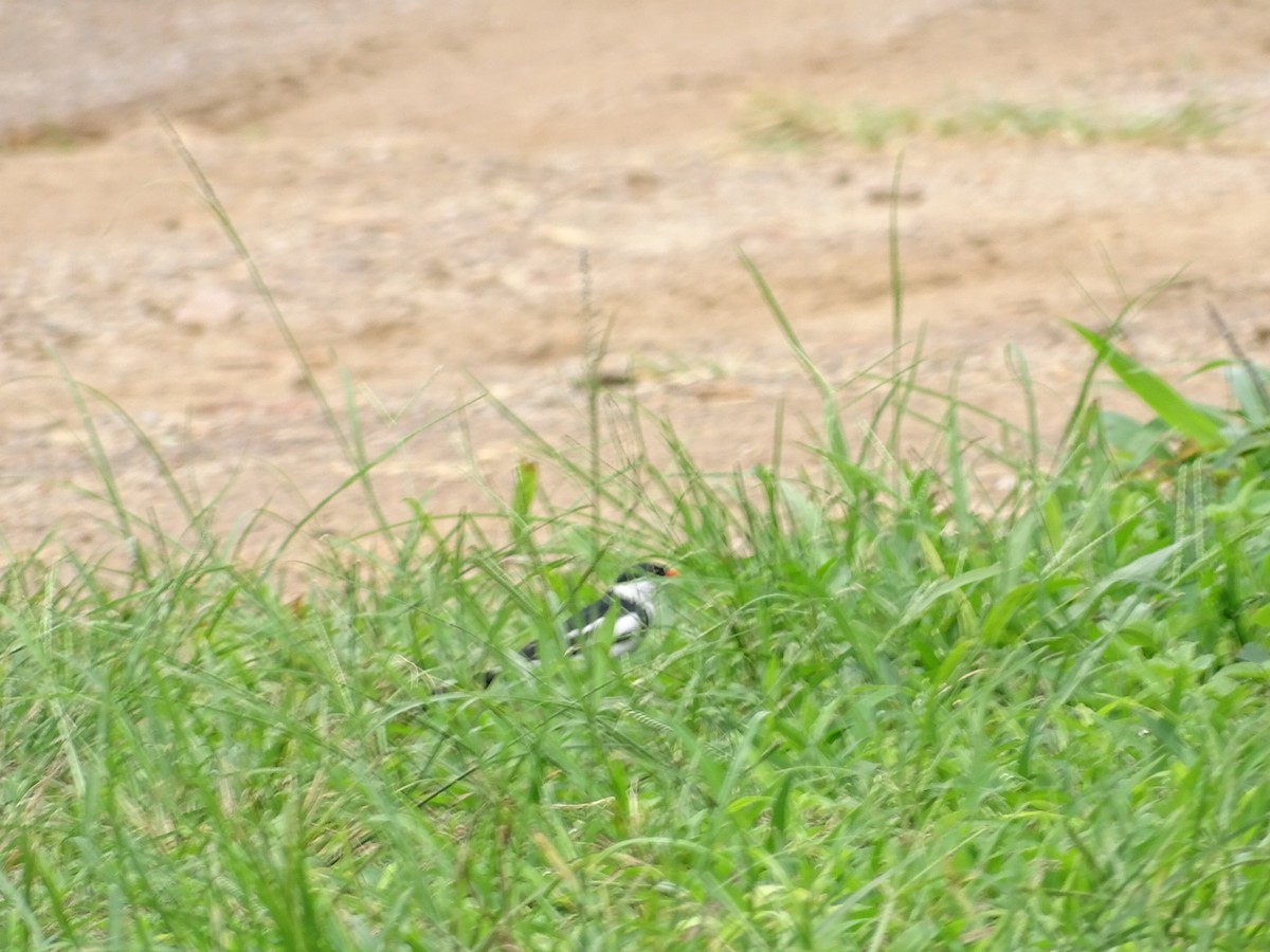 Pin-tailed Whydah - ML250609311