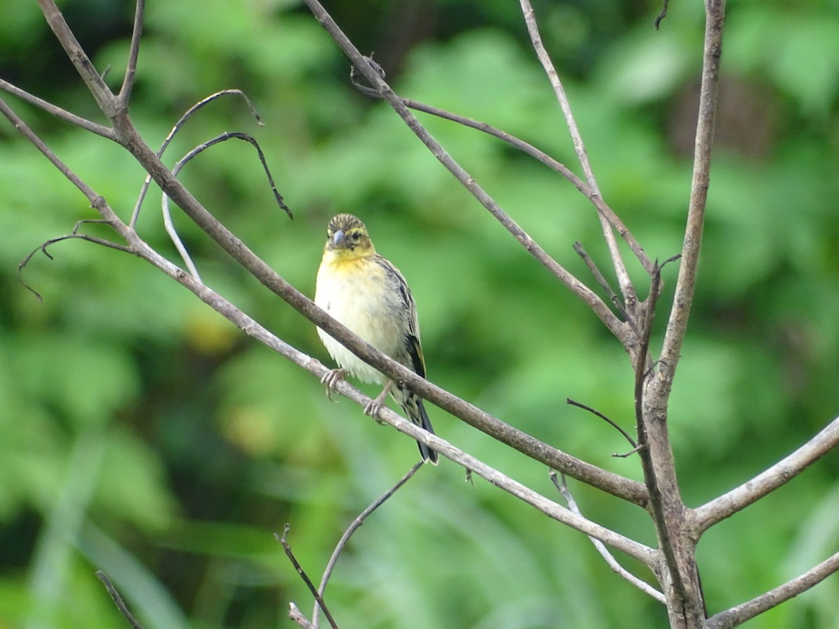 Pin-tailed Whydah - ML250609391