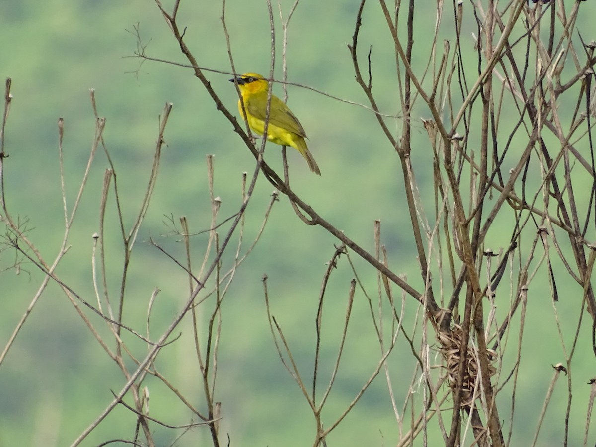 Compact Weaver - ML250609801