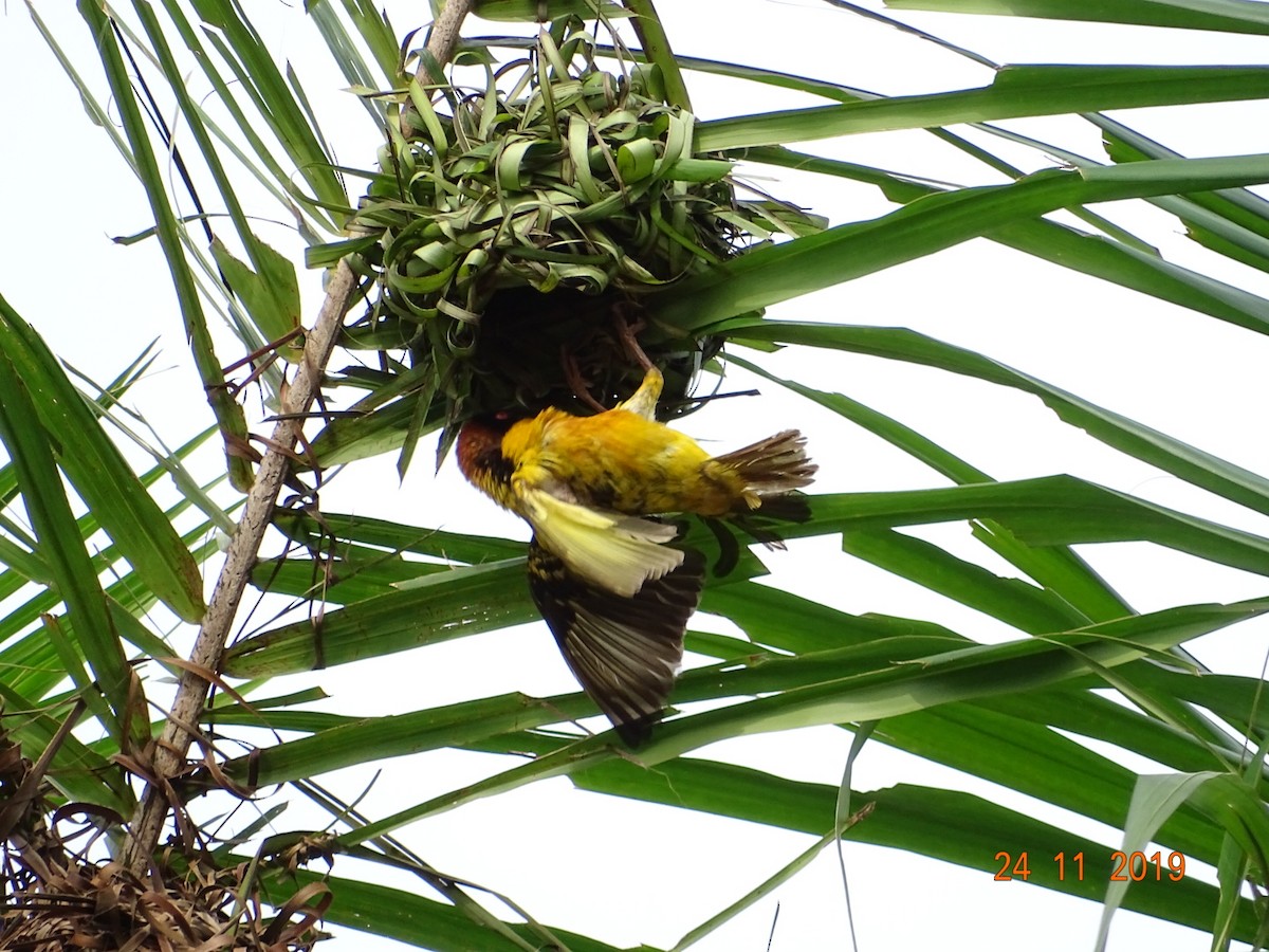 Village Weaver - ML250609891