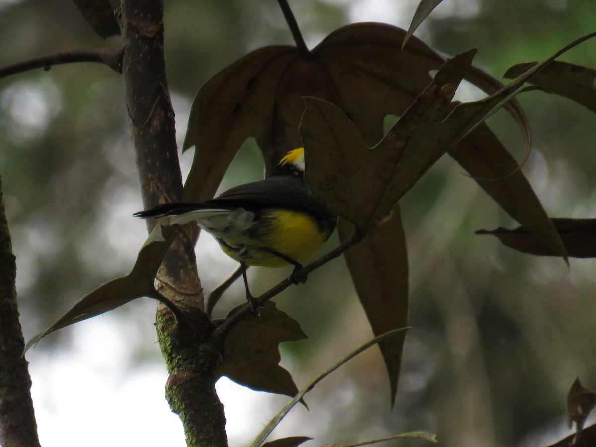 Golden-fronted Redstart - ML250610041