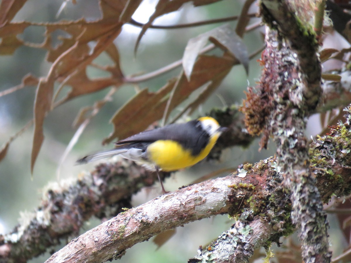 Golden-fronted Redstart - ML250610061