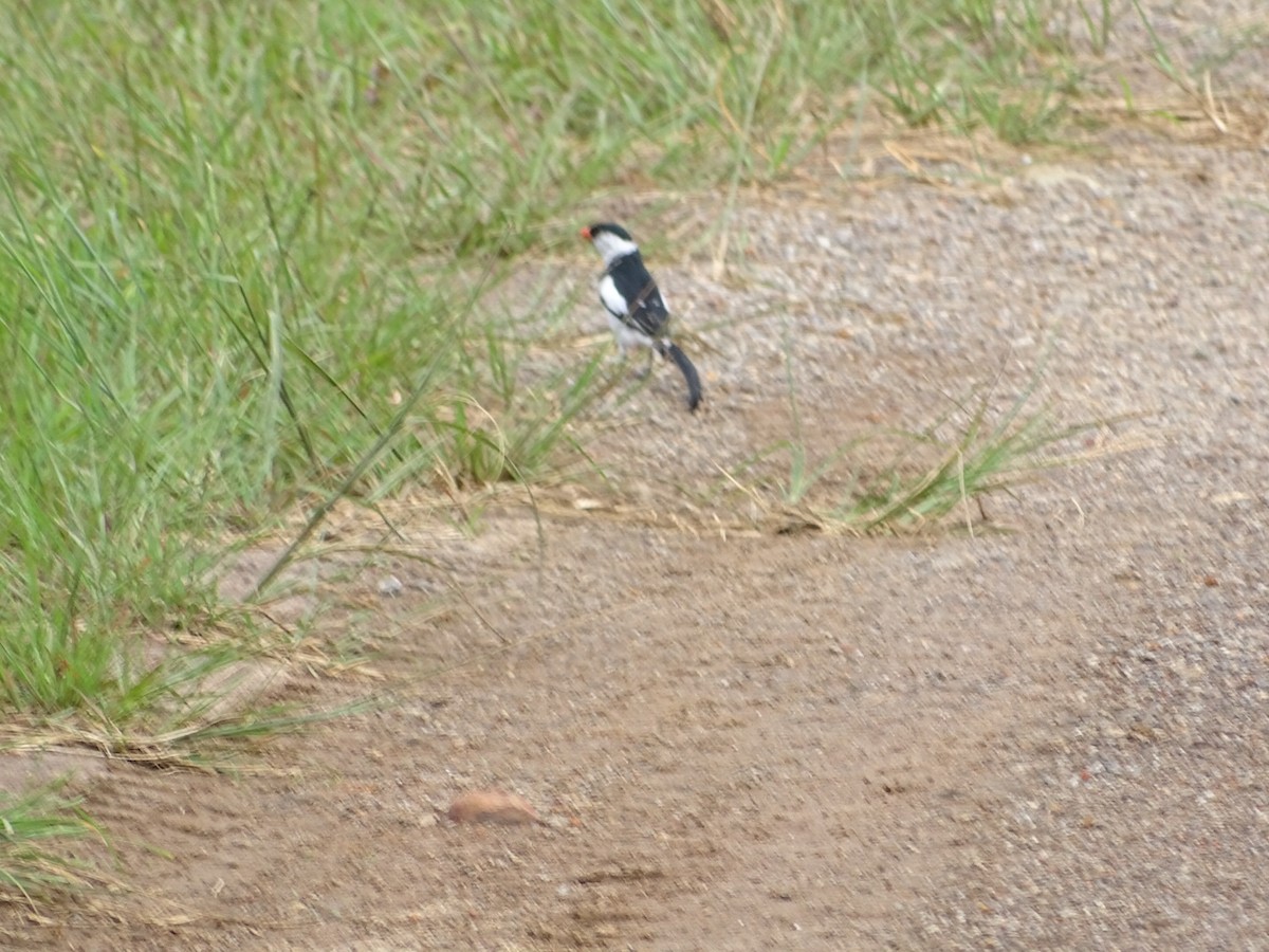Pin-tailed Whydah - ML250610121