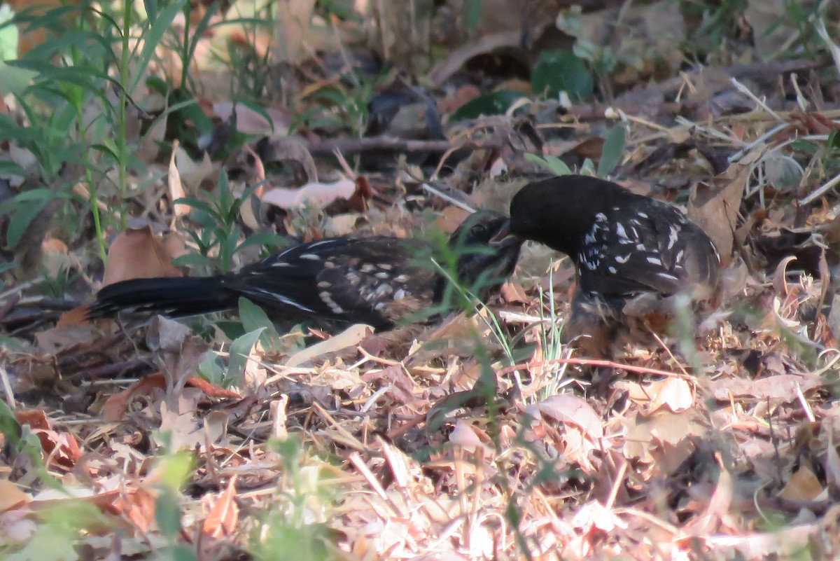 Spotted Towhee - ML250610251