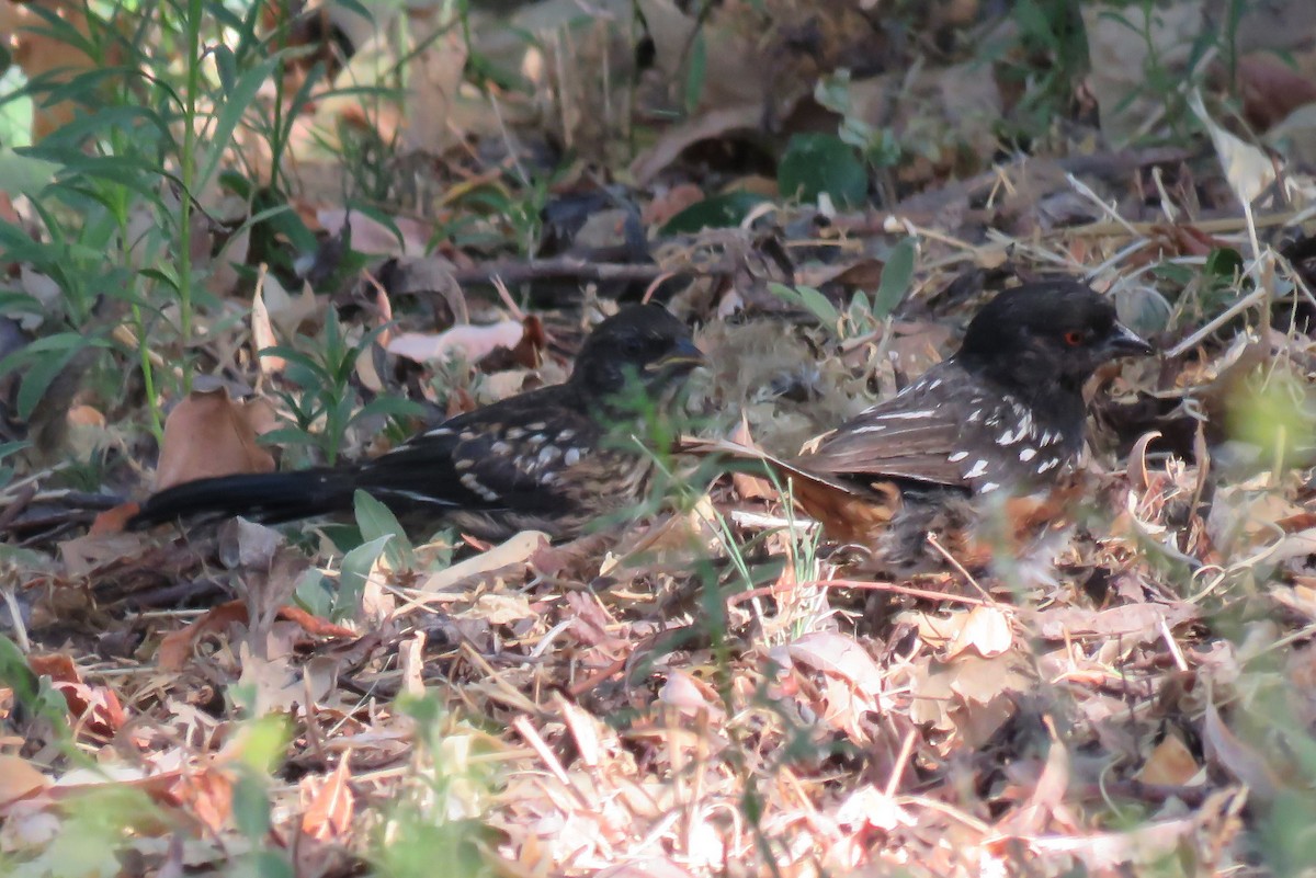 Spotted Towhee - ML250610261