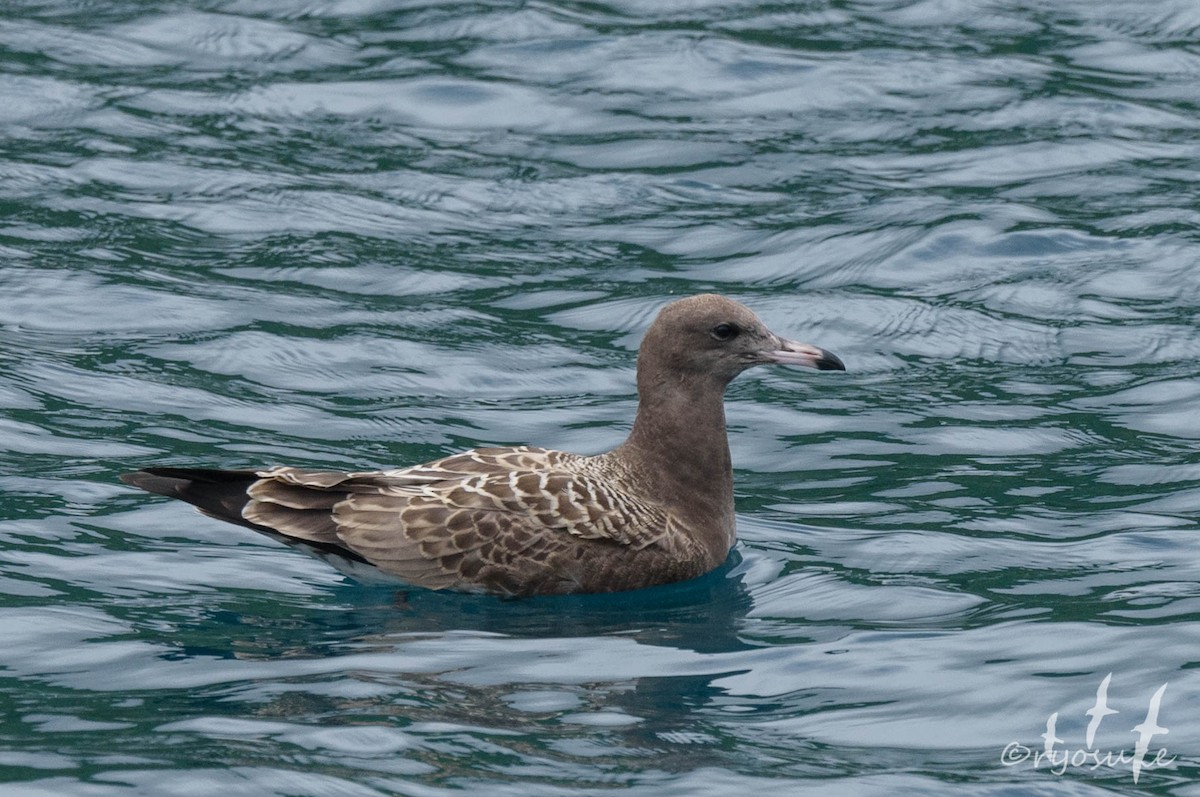 Black-tailed Gull - Ryosuke Abe