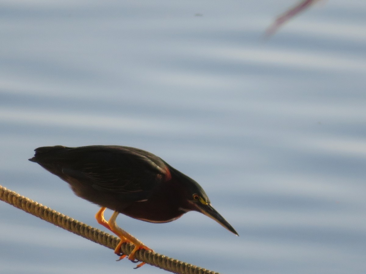 Green Heron - ML250612601