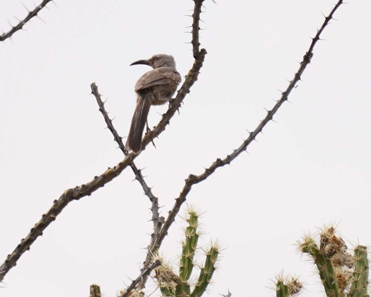 Curve-billed Thrasher - ML250612701