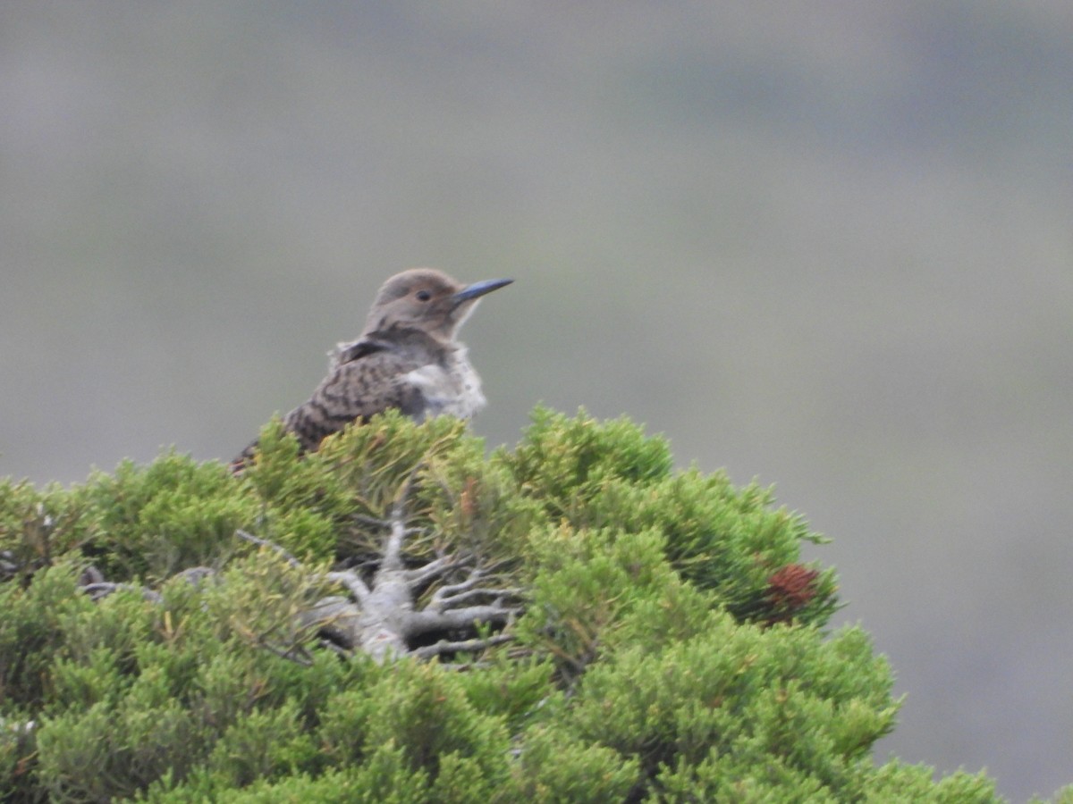 Northern Flicker - ML250613081