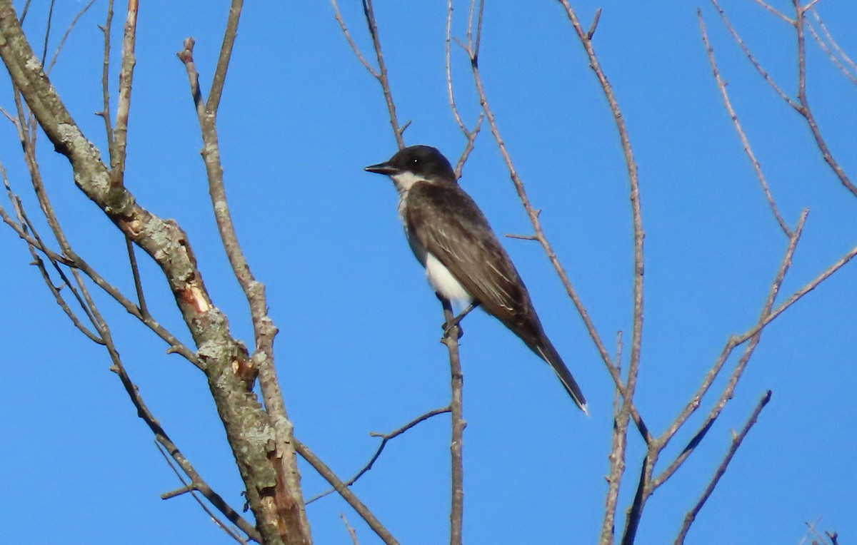 Eastern Kingbird - ML250613561