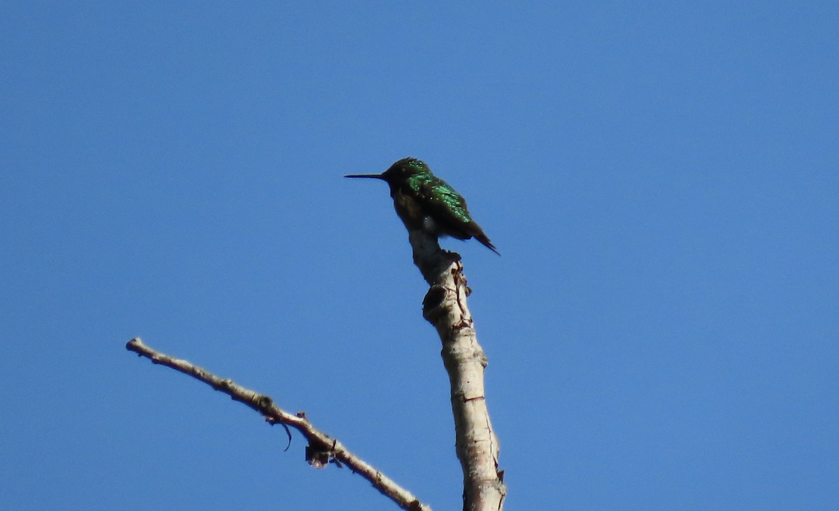 Ruby-throated Hummingbird - ML250613801