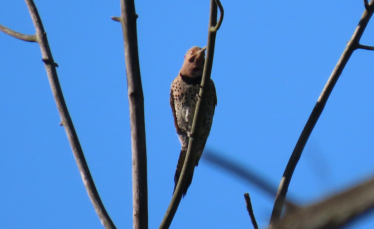 Northern Flicker - ML250614041