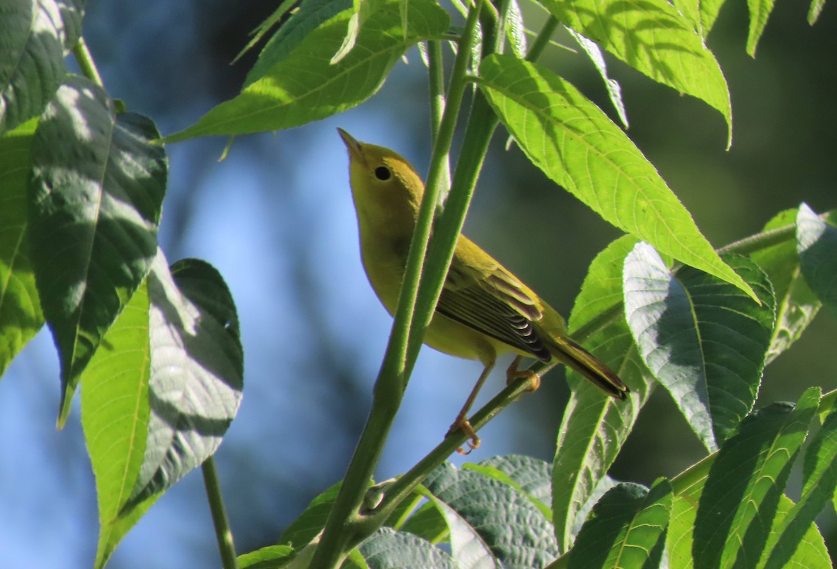 Yellow Warbler (Northern) - ML250614331