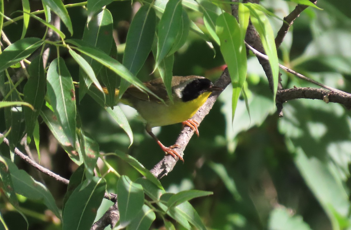 Common Yellowthroat - ML250614541
