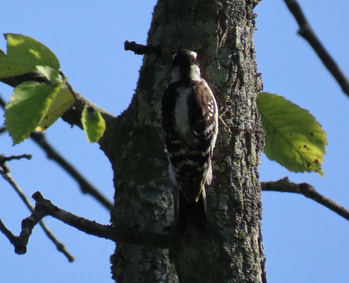 Downy Woodpecker - ML250615011