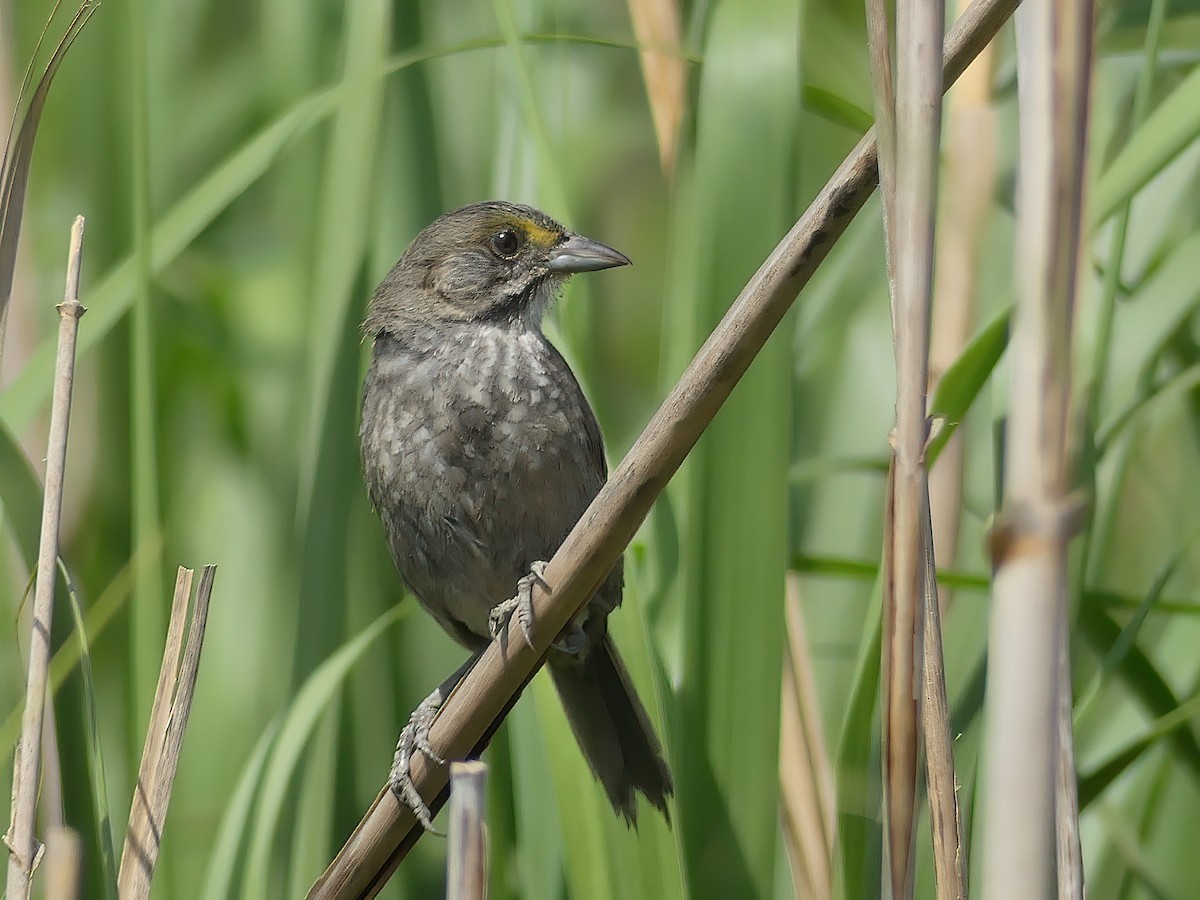 Seaside Sparrow - ML250615081