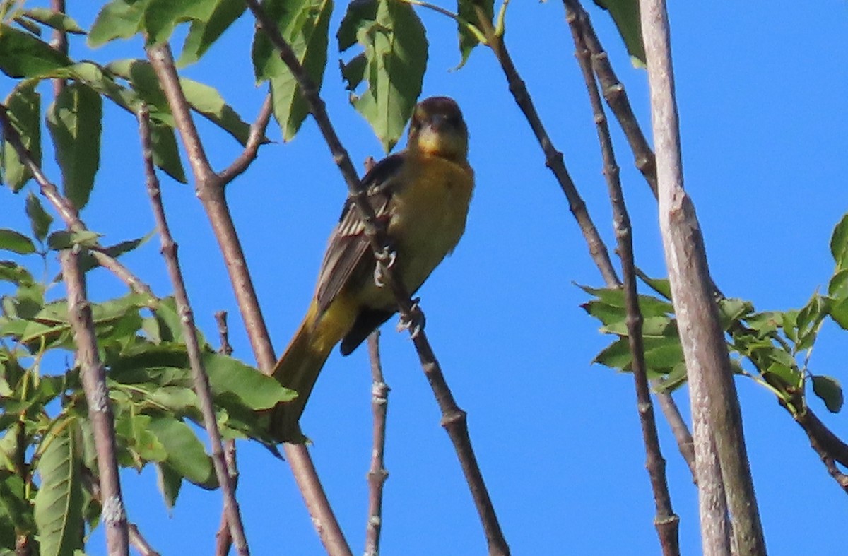 Baltimore Oriole - ML250615401