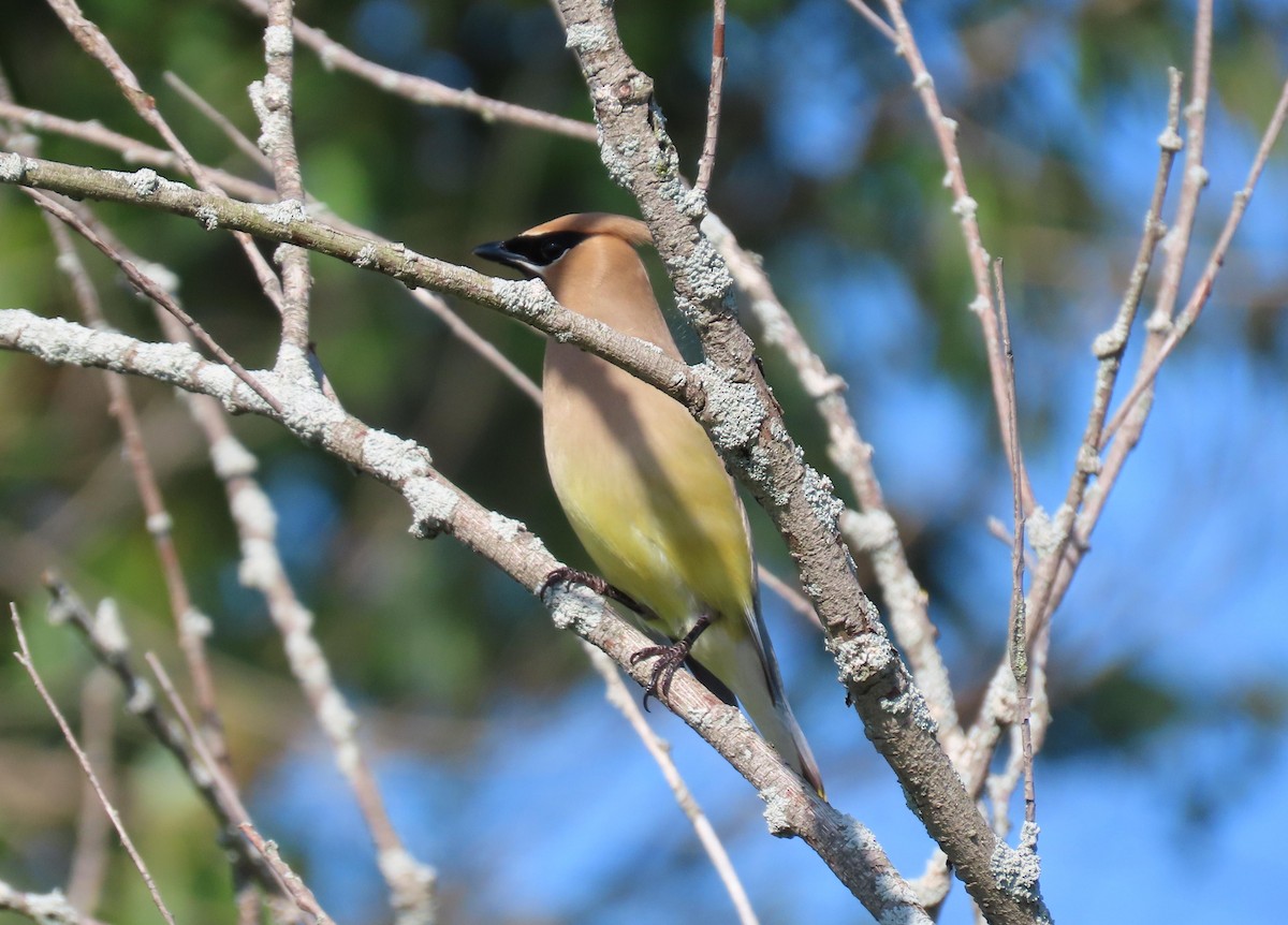Cedar Waxwing - ML250615591