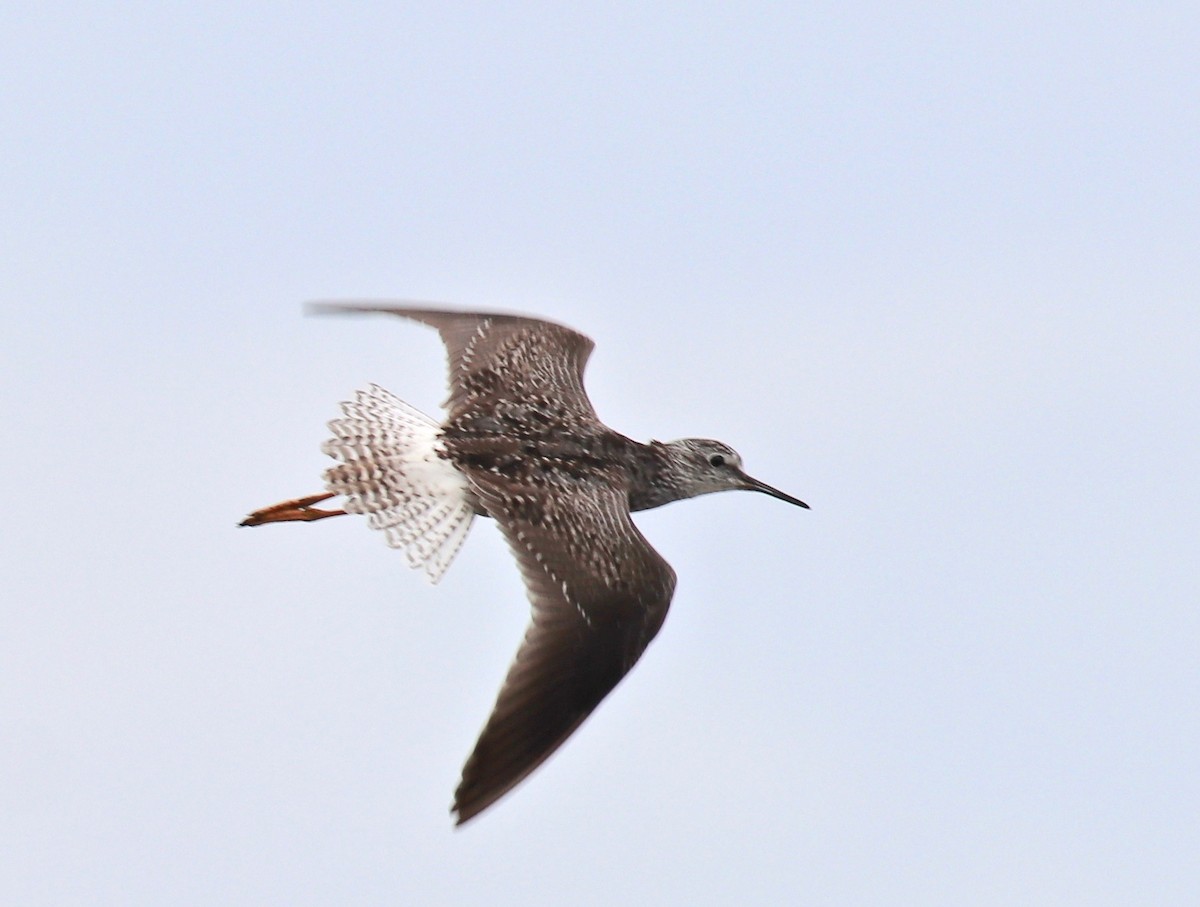 Lesser Yellowlegs - ML250615931