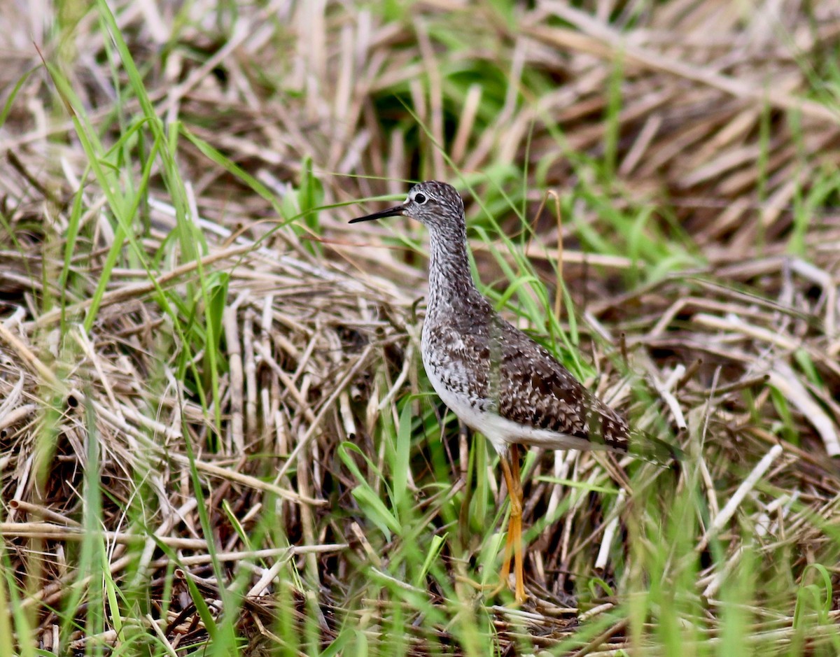 Lesser Yellowlegs - ML250615961