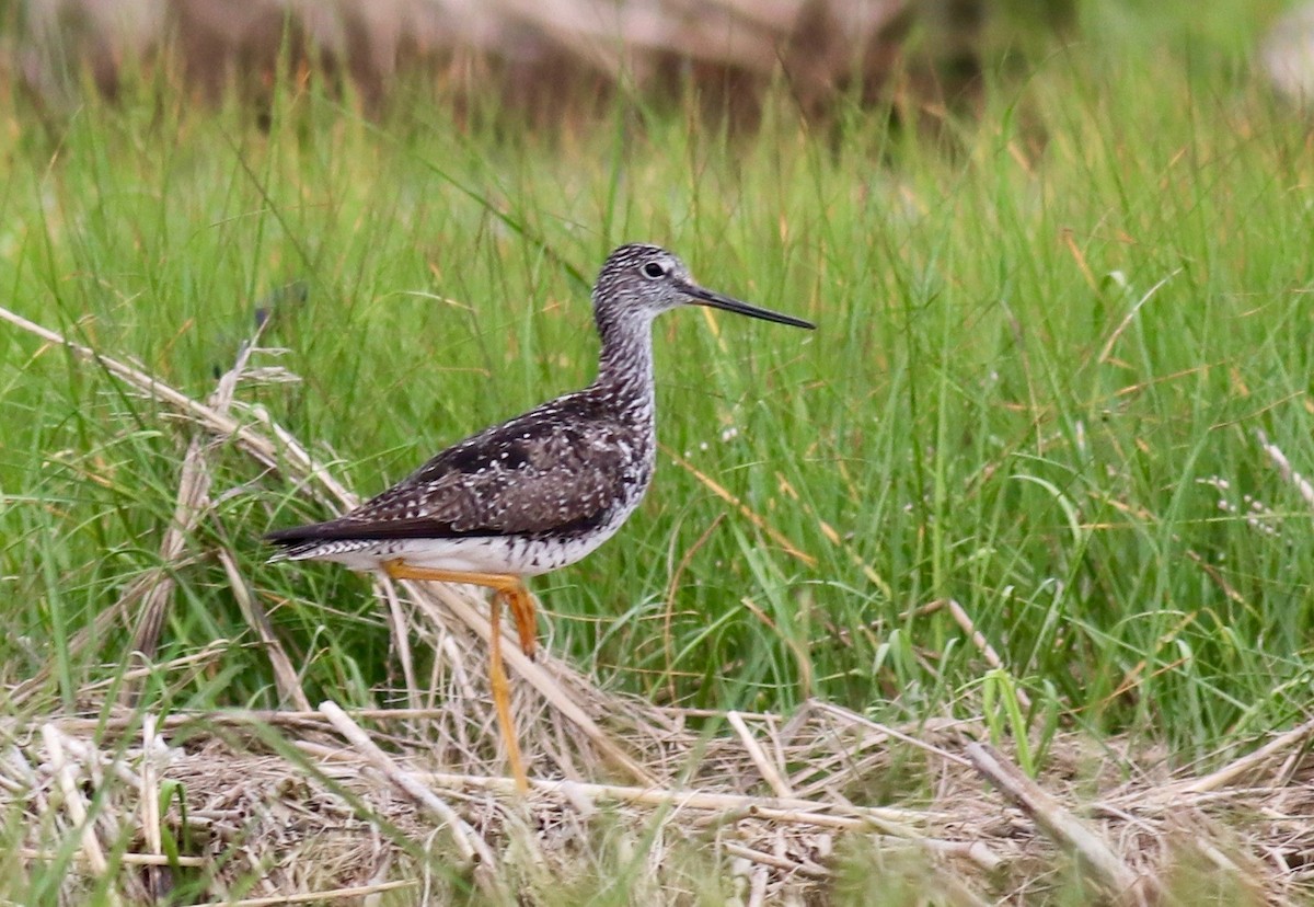 Greater Yellowlegs - ML250616031