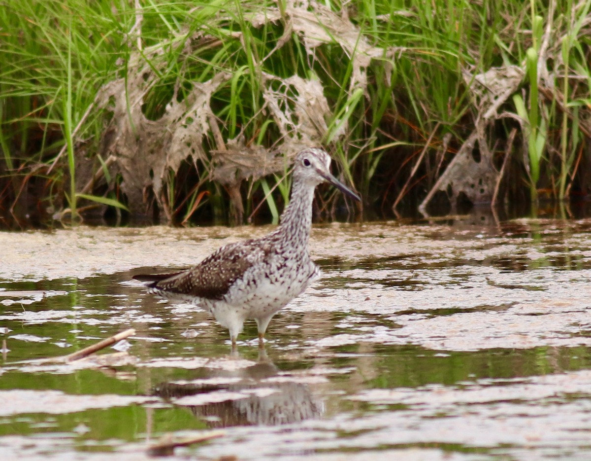 Greater Yellowlegs - ML250616051