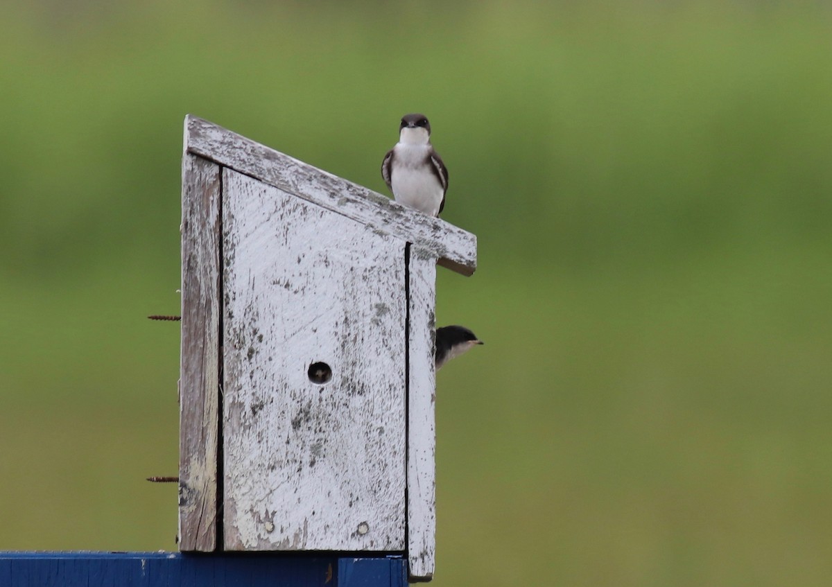 Tree Swallow - ML250616111