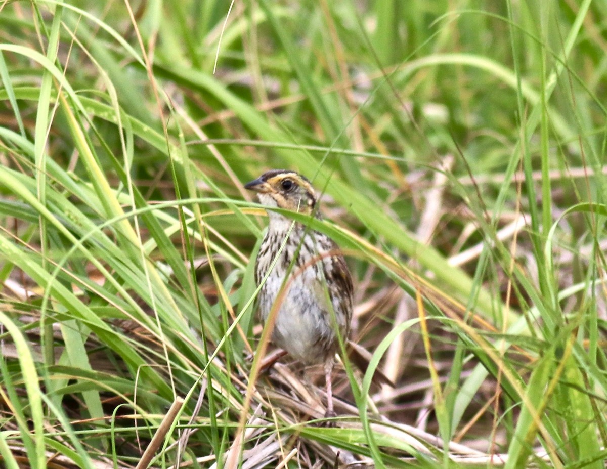 Saltmarsh Sparrow - ML250616461