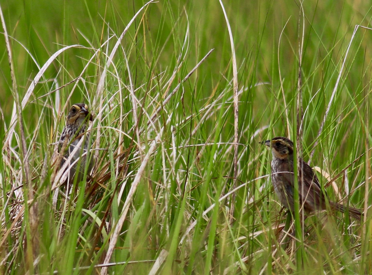 Saltmarsh Sparrow - Charlie   Nims