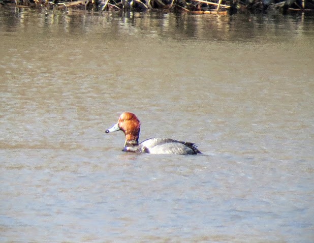 Redhead - ML25061681