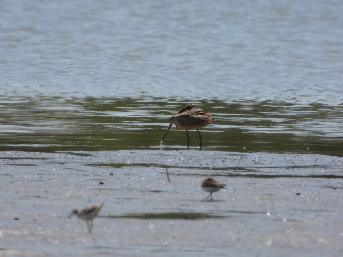 Marbled Godwit - Cole Sage