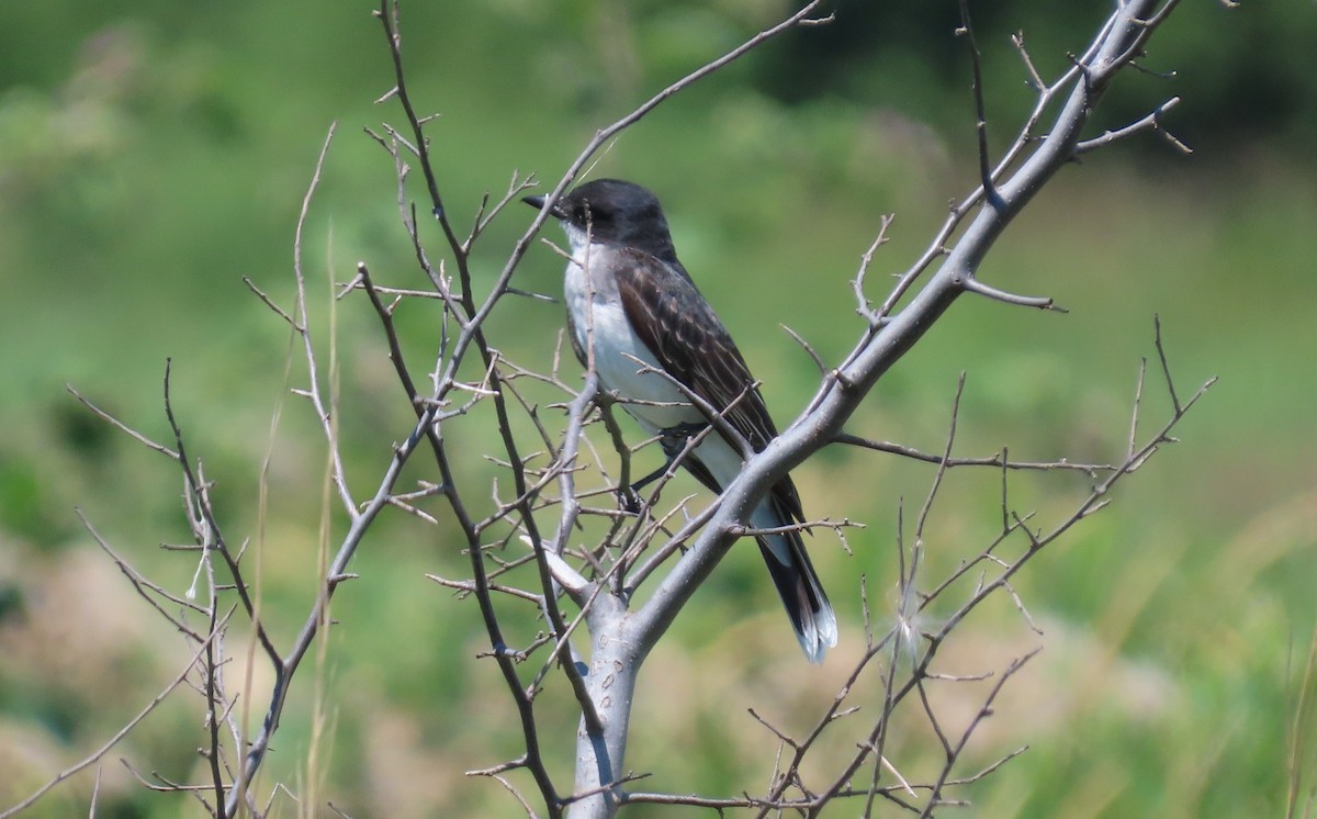 Eastern Kingbird - ML250619261