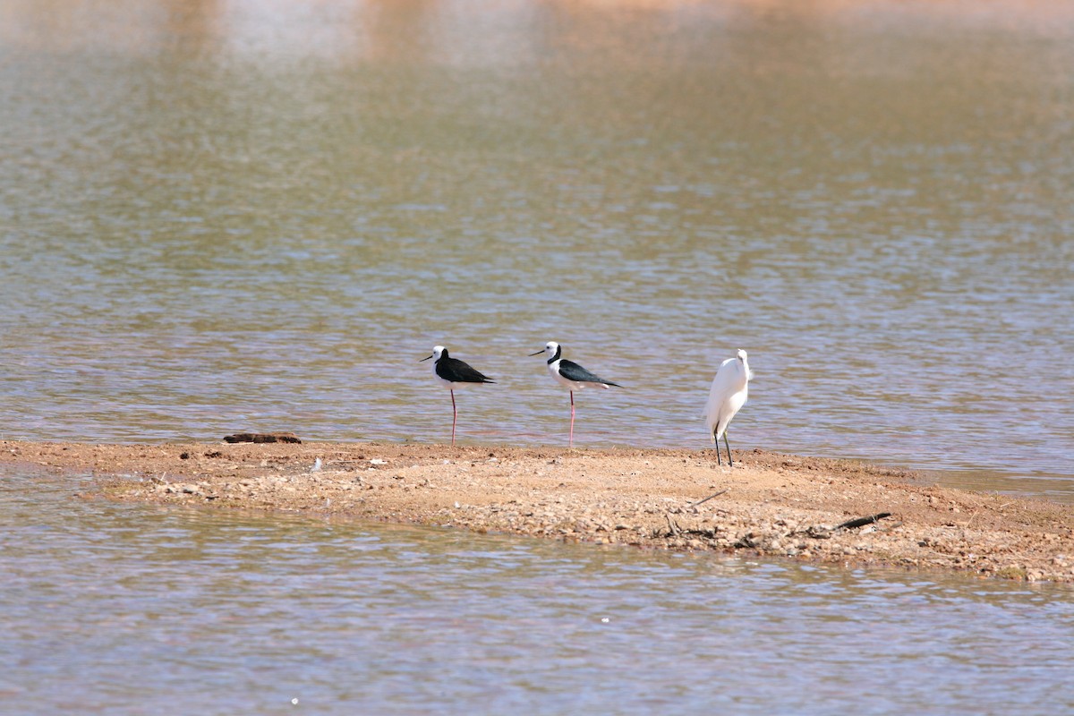 Pied Stilt - ML250620861