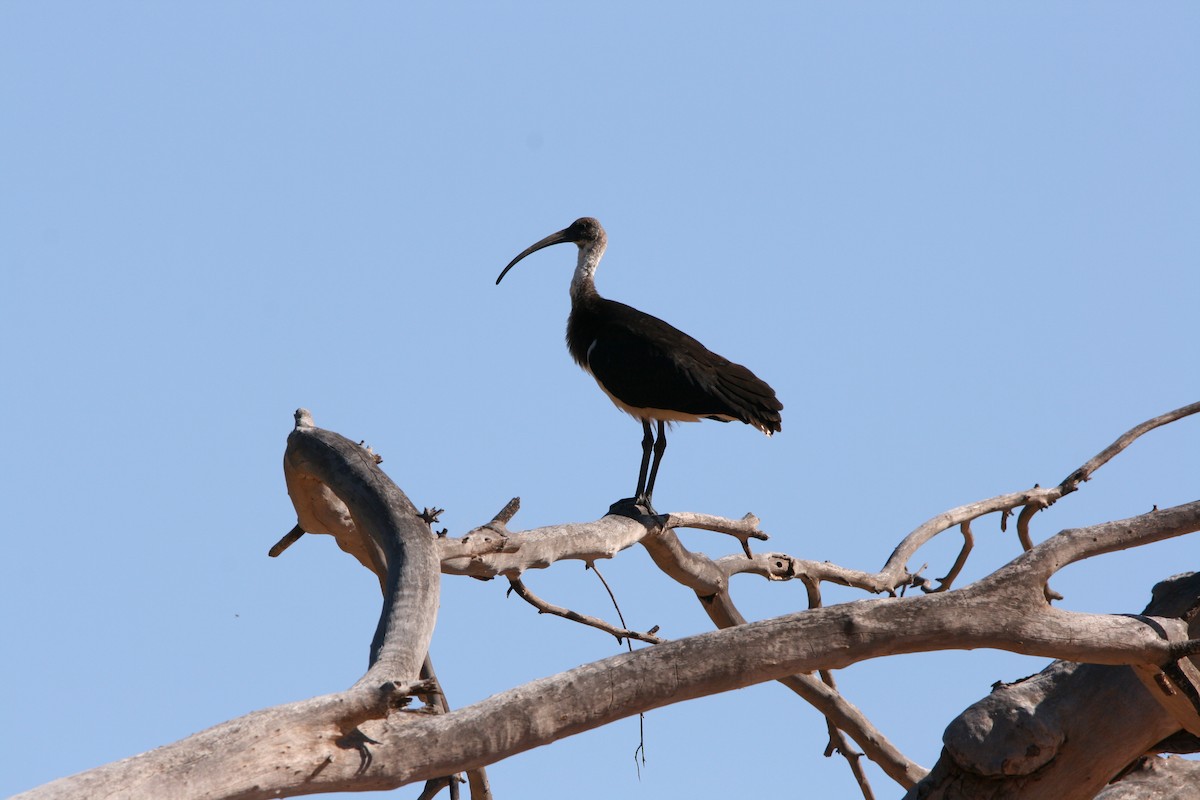 Straw-necked Ibis - Rynhard Kok