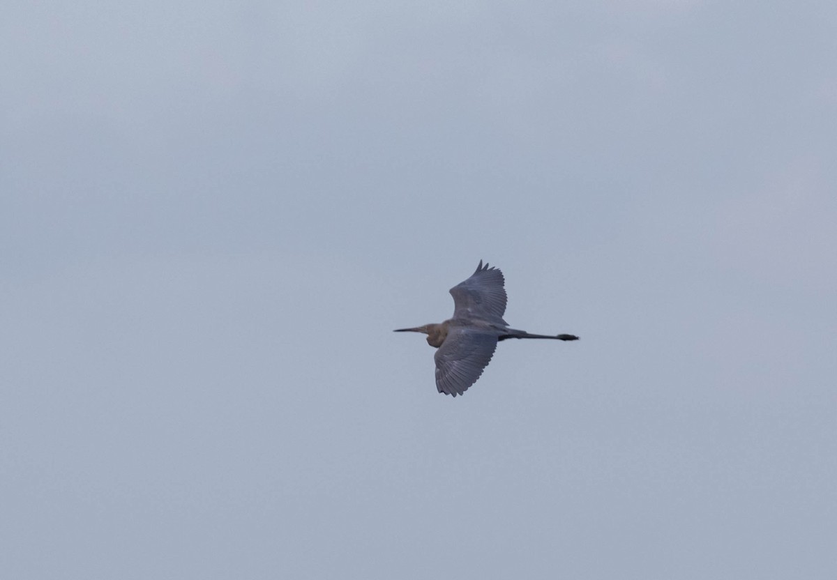 Reddish Egret - ML250621201