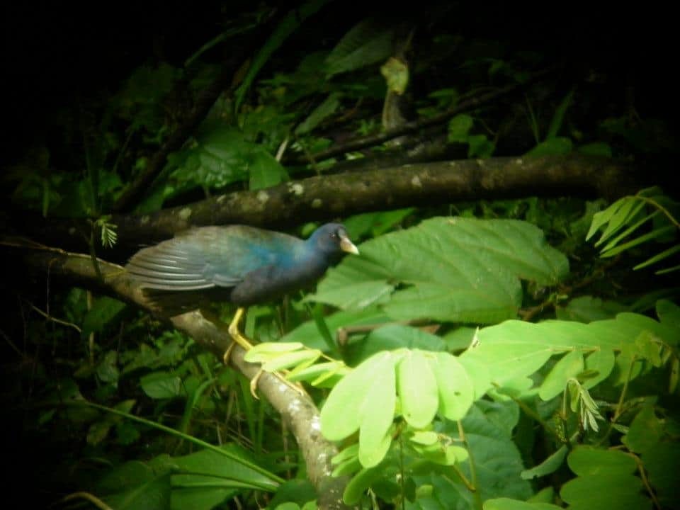 Purple Gallinule - ML250621381