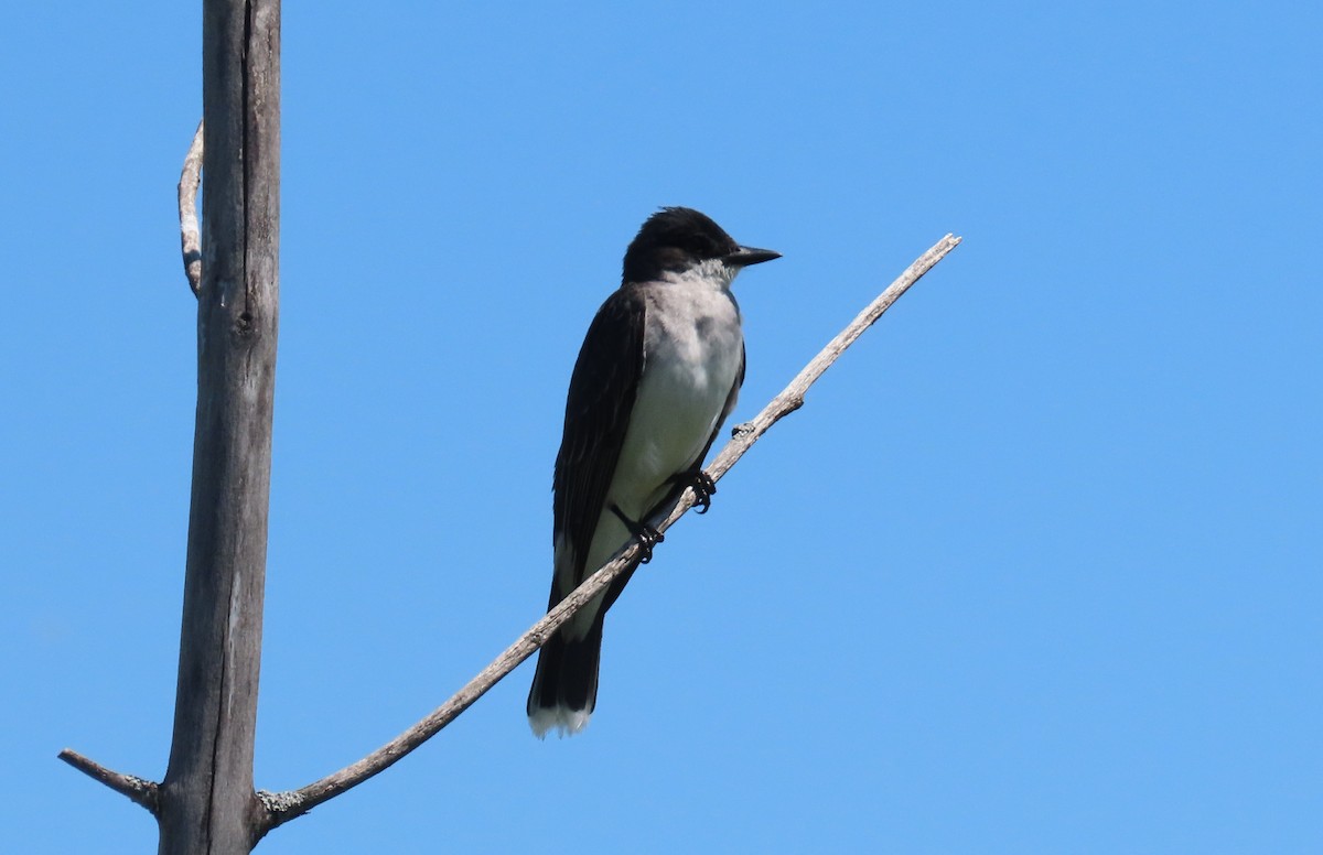 Eastern Kingbird - ML250621431