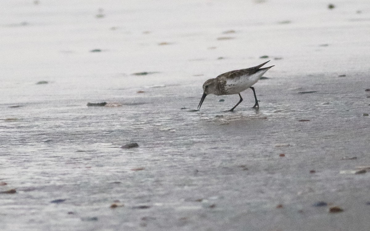 Western Sandpiper - ML250622071