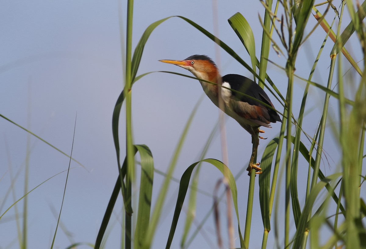 Least Bittern - ML250622231