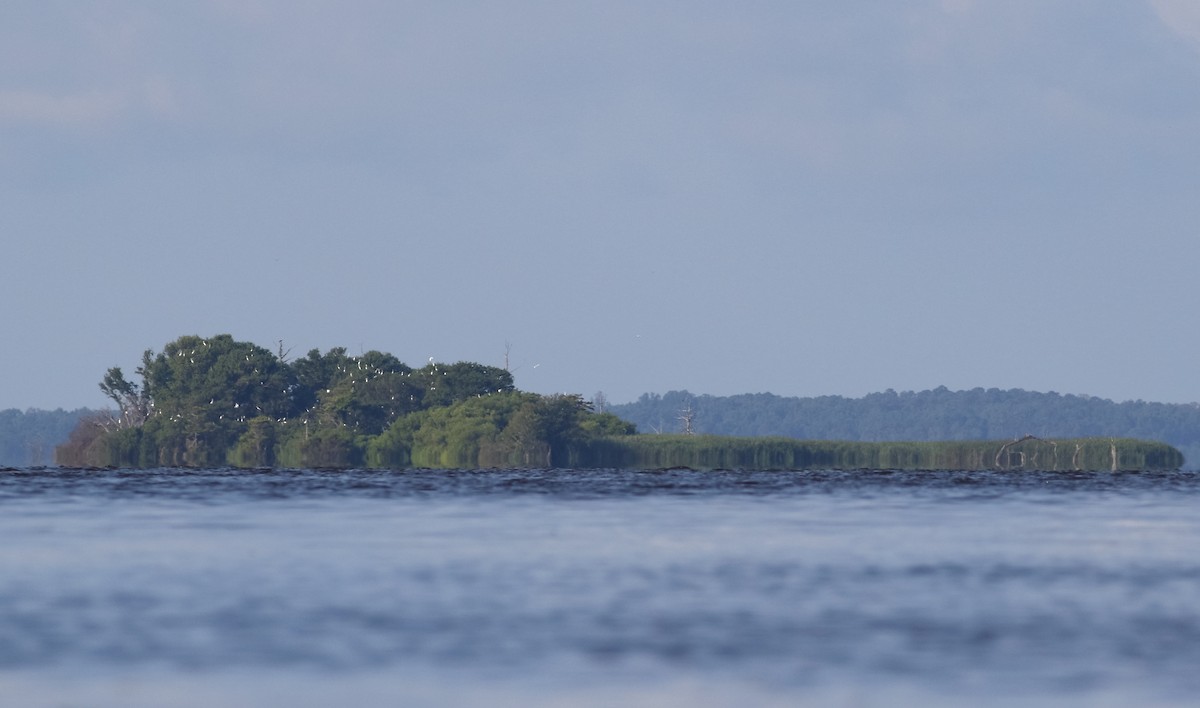 Great Egret - ML250622291