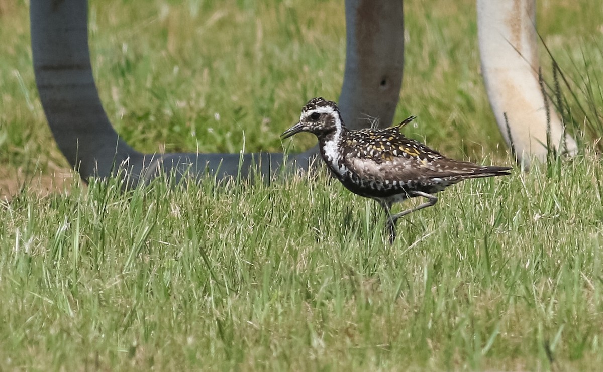 Pacific Golden-Plover - ML250622471