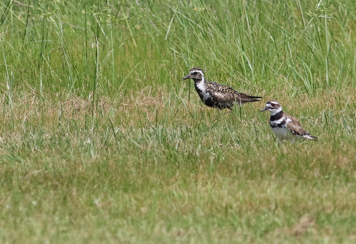 Pacific Golden-Plover - ML250622481